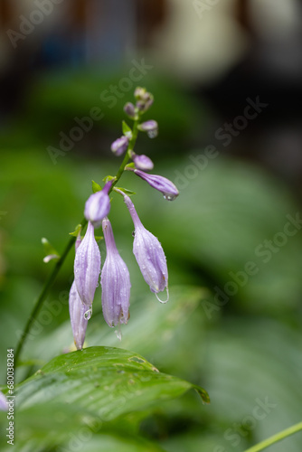 Purple bell flowers with raindrops closeup. Floral background.