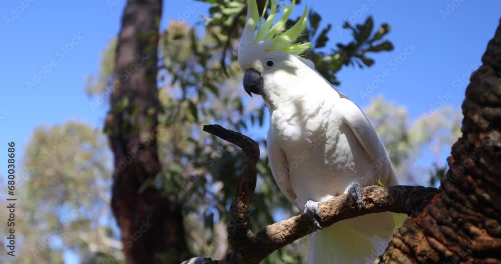 Which Cockatoo In Tree Raising Feathers On Head Which Cockatoo In Tree Raising Feathers On Head