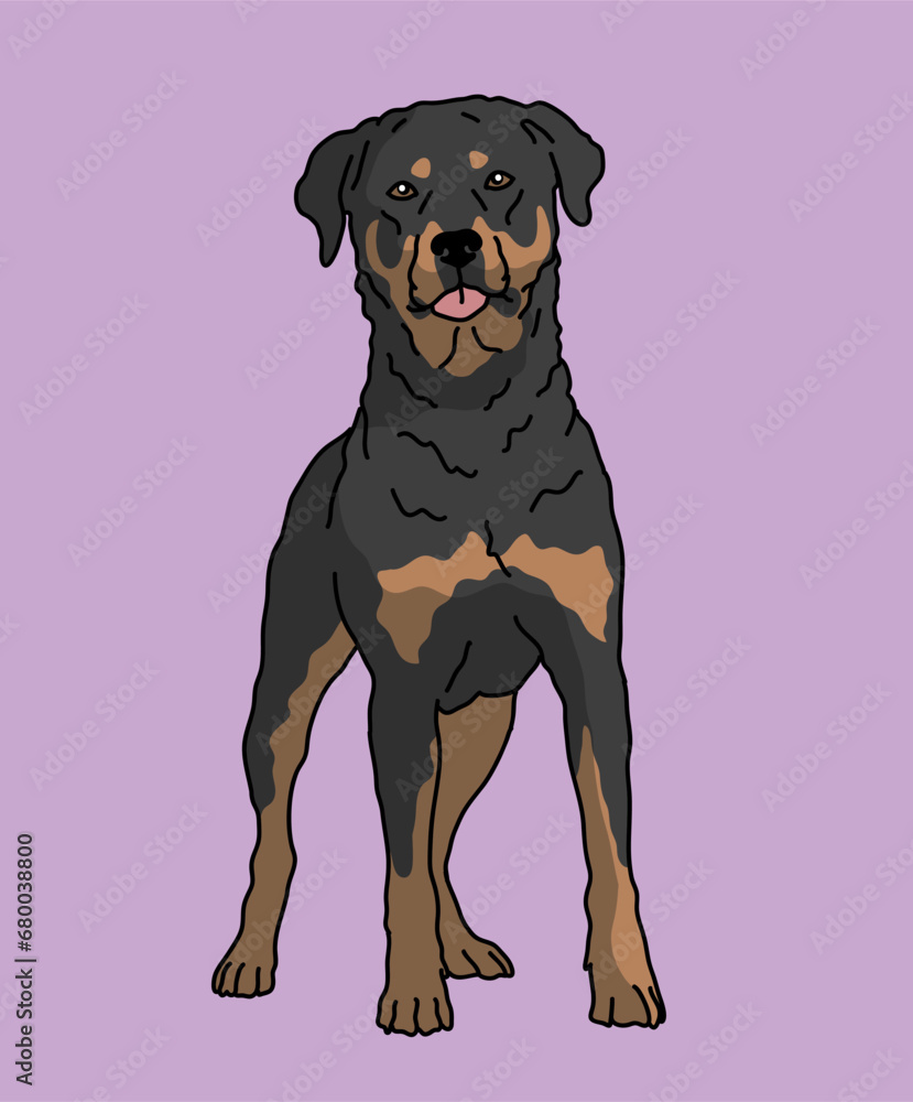 Rottweiler Rottie Dog Standing Front View Rottweiler Rottie Dog Standing Front View