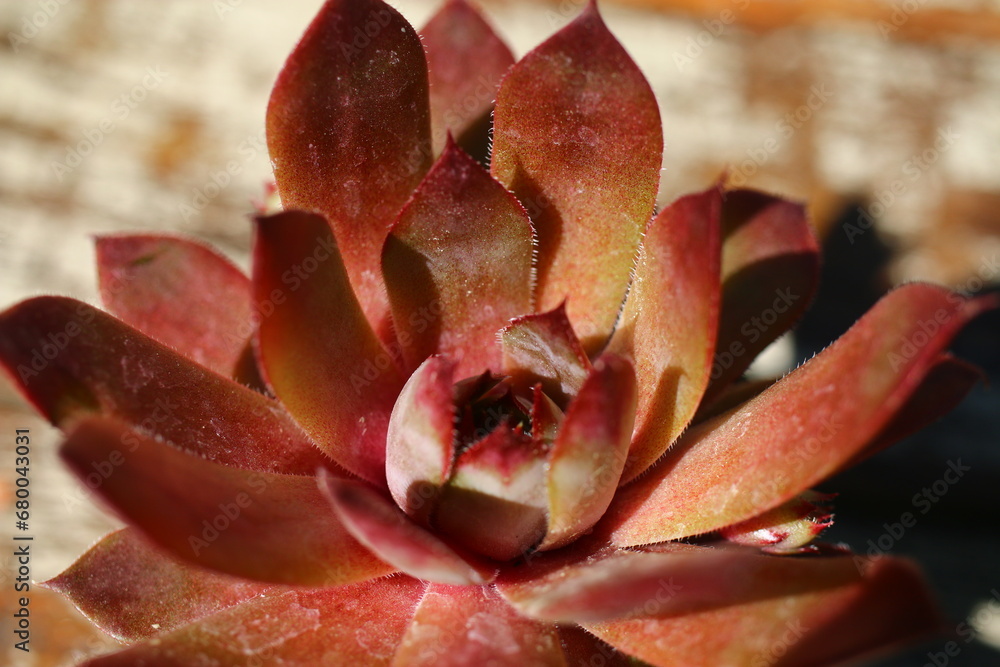 rojnik Rex Sempervivum rudy brązowy rojnik Rex Sempervivum rudy brązowy