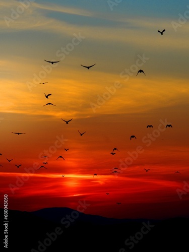 Seagulls with sunset at beach