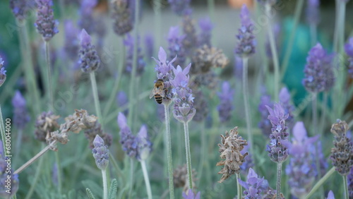 bees on a lavender plant