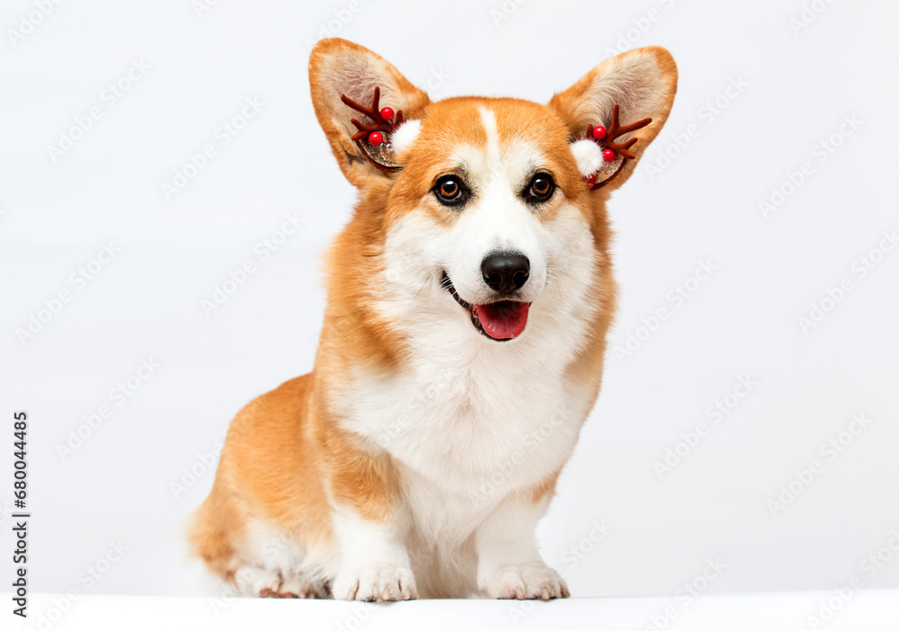 Corgi dog in New Year's deer antlers on a white background
