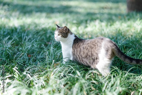 a cat sitting on grass in the shade at the park