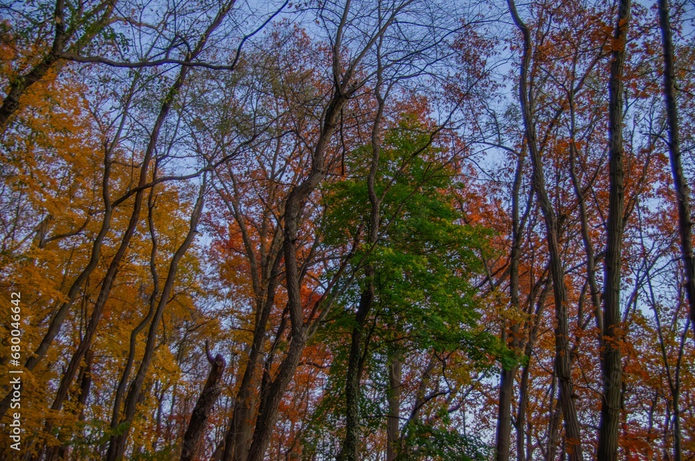 Scenic autumn landscape featuring a row of tall trees, with a backdrop of vibrant foliage Scenic autumn landscape featuring a row of tall trees, with a backdrop of vibrant foliage