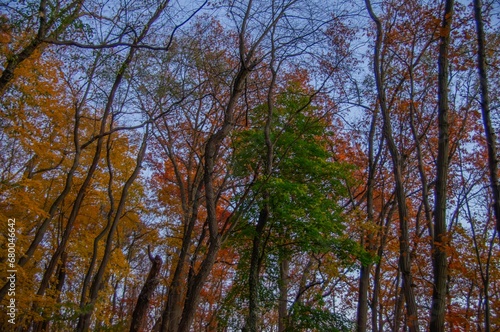 Scenic autumn landscape featuring a row of tall trees, with a backdrop of vibrant foliage