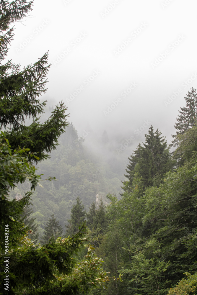 Fototapeta premium Misty forest. The mist settling over the forest