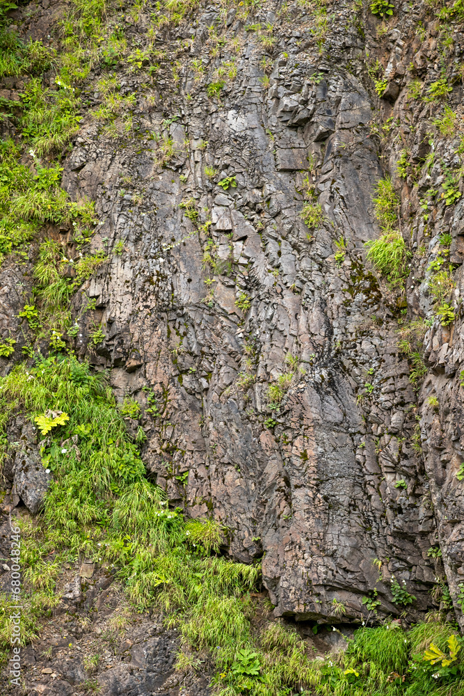 A plant that grows on rocks. Rock and grass background. Moss plants growing on house cushions. Nature background for lettering A plant that grows on rocks. Rock and grass background. Moss plants growing on house cushions. Nature background for lettering