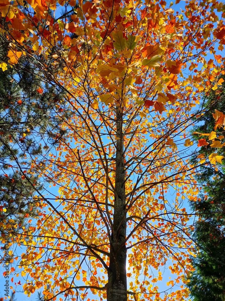 autumn in the park autumn in the park