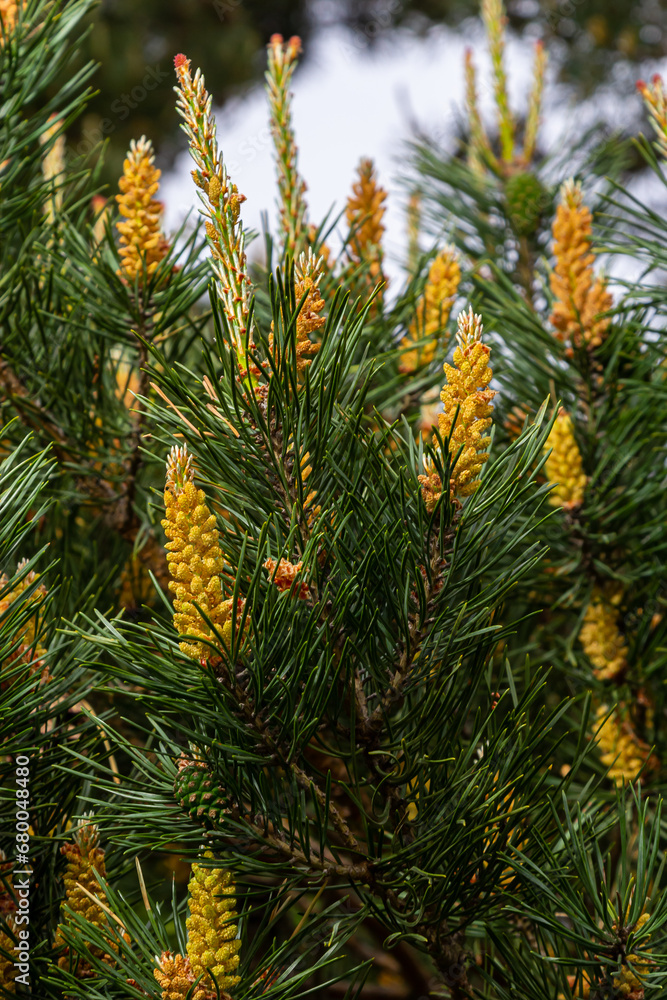 sylvestris Scotch European red pine Scots or Baltic pine. closeup macro selective focus branch with cones flowers and pollen over out of focus background with copyspace sylvestris Scotch European red pine Scots or Baltic pine. closeup macro selective focus branch with cones flowers and pollen over out of focus background with copyspace