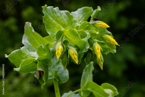 In spring, Cerinthe minor grows in the wild, field weed in the grass photo