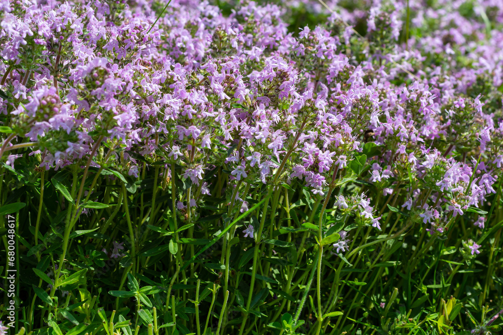 Fototapeta premium Blossoming fragrant Thymus serpyllum, Breckland wild thyme, creeping thyme, or elfin thyme close-up, macro photo. Beautiful food and medicinal plant in the field in the sunny day