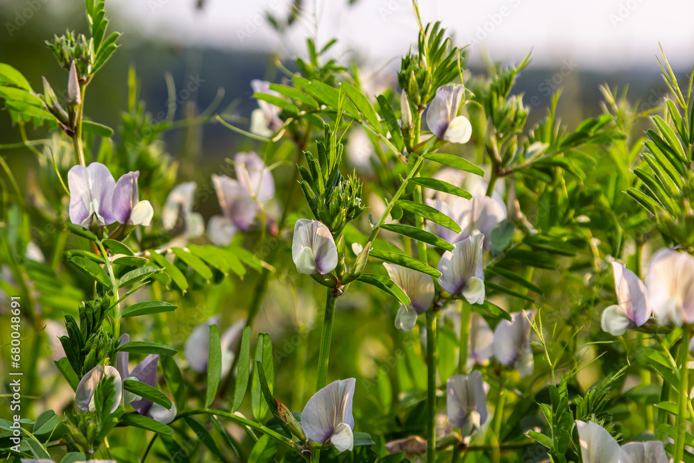 Vicia lutea - smooth yellow vetch. Spring wildflowers on a sunny day in the meadow Vicia lutea - smooth yellow vetch. Spring wildflowers on a sunny day in the meadow