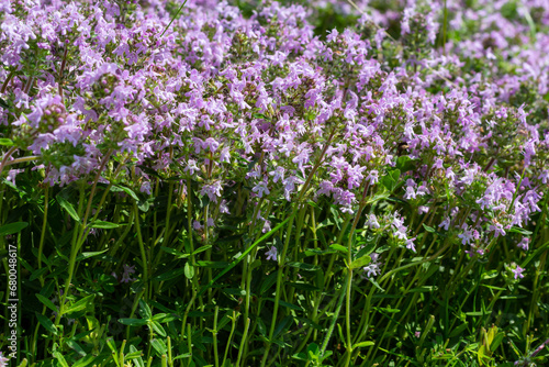 Blossoming fragrant Thymus serpyllum, Breckland wild thyme, creeping thyme, or elfin thyme close-up, macro photo. Beautiful food and medicinal plant in the field in the sunny day