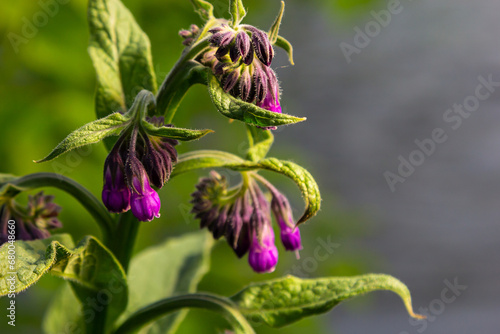 In the meadow, among wild herbs the comfrey Symphytum officinale is blooming