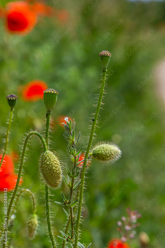 Papaver rhoeas or common poppy, red poppy is an annual herbaceous flowering plant in the poppy family, Papaveraceae, with red petals Papaver rhoeas or common poppy, red poppy is an annual herbaceous flowering plant in the poppy family, Papaveraceae, with red petals