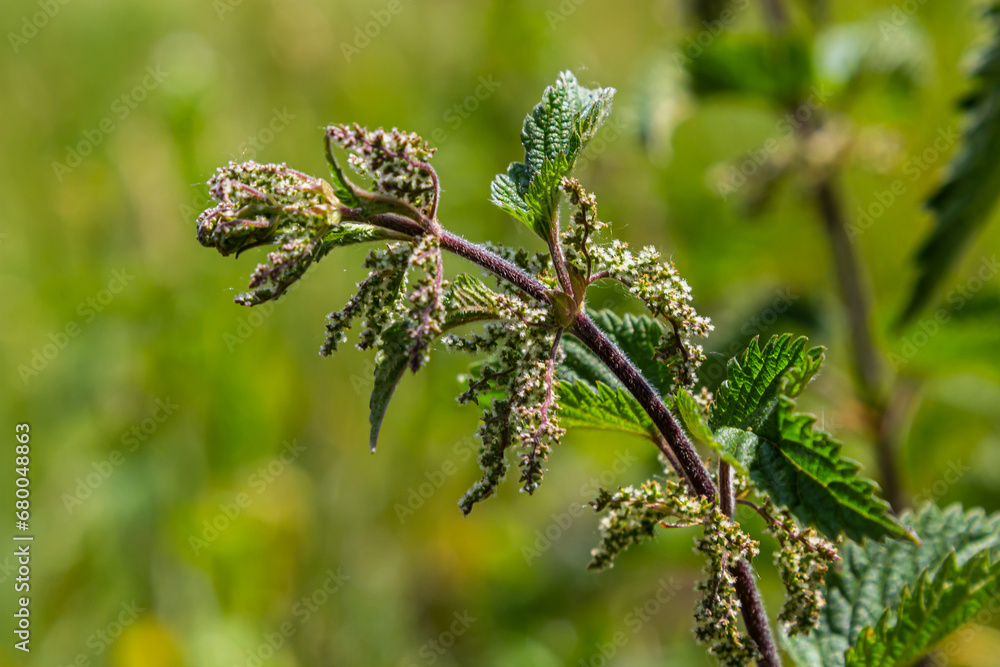Stinging nettles Urtica dioica in the garden. Green leaves with serrated edges Stinging nettles Urtica dioica in the garden. Green leaves with serrated edges