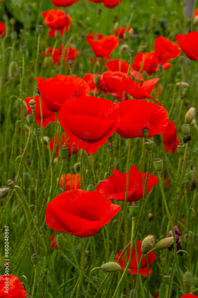 Fototapeta premium Papaver rhoeas or common poppy, red poppy is an annual herbaceous flowering plant in the poppy family, Papaveraceae, with red petals