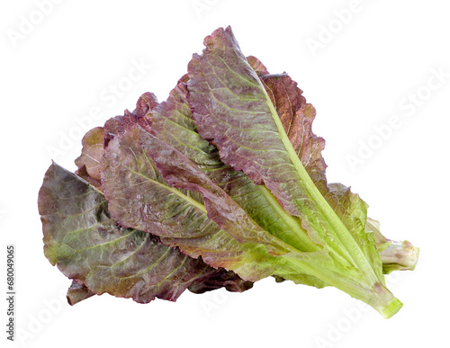 Hydroponic vegetable, red cos lettuce transparent png