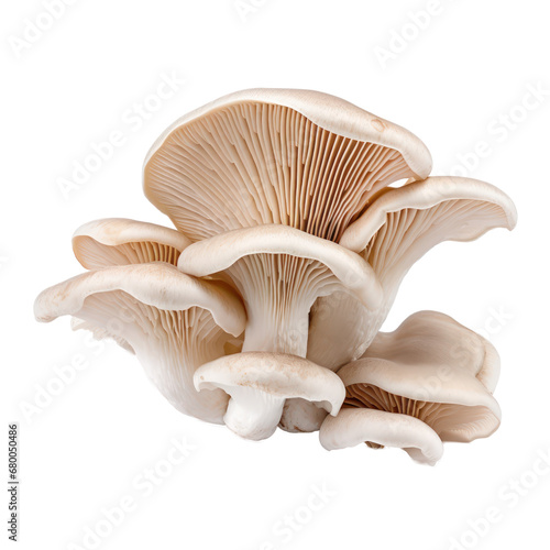 oyster mushrooms isolated on transparent background,transparency  photo