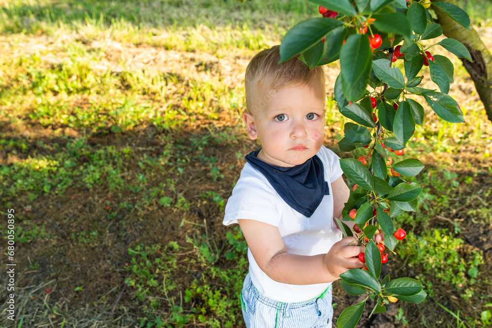 The boy is picking cherries in the orchard The boy is picking cherries in the orchard