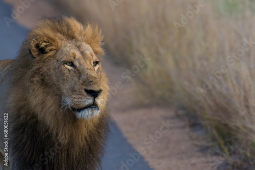 portrait of a male lion in Kruger park