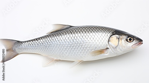  Rohu fish with a red tail fin swimming in White background, generative ai