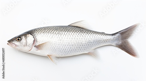  Rohu fish with a red tail fin swimming in White background, generative ai © myAstock