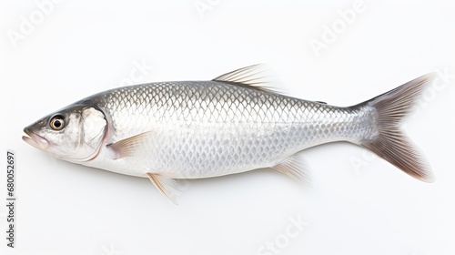  Rohu fish with a red tail fin swimming in White background, generative ai