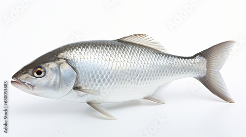  Rohu fish with a red tail fin swimming in White background, generative ai