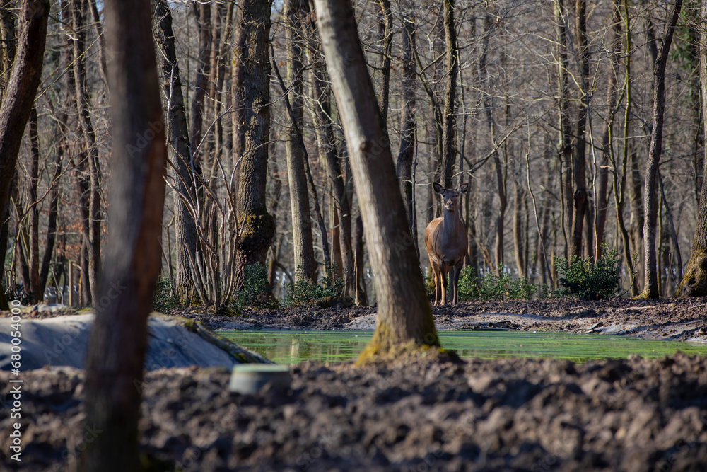 Roe deer walking in the forest Roe deer walking in the forest
