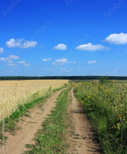 Dirt road in wheat field, blue sky and forest on background