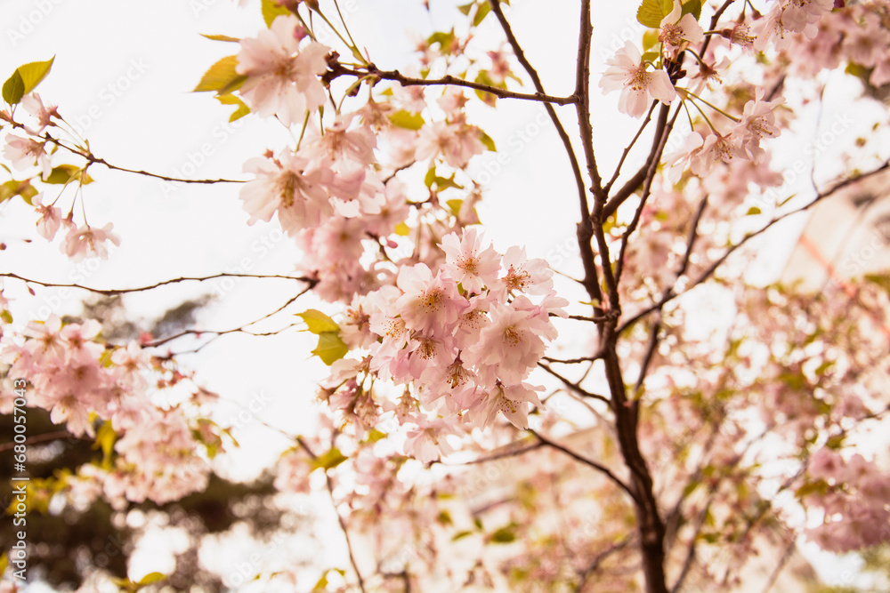 Beautiful blooming Sakura garden in the park Beautiful blooming Sakura garden in the park