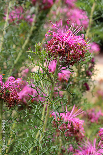 purple blossoms in garden