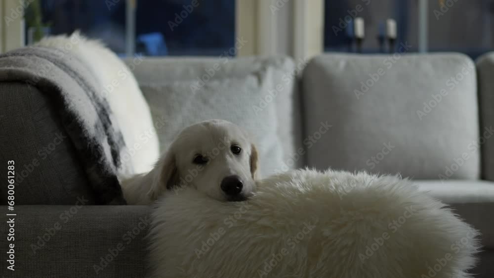 Kind Family Dog in couch looking at camera Kind Family Dog in couch looking at camera