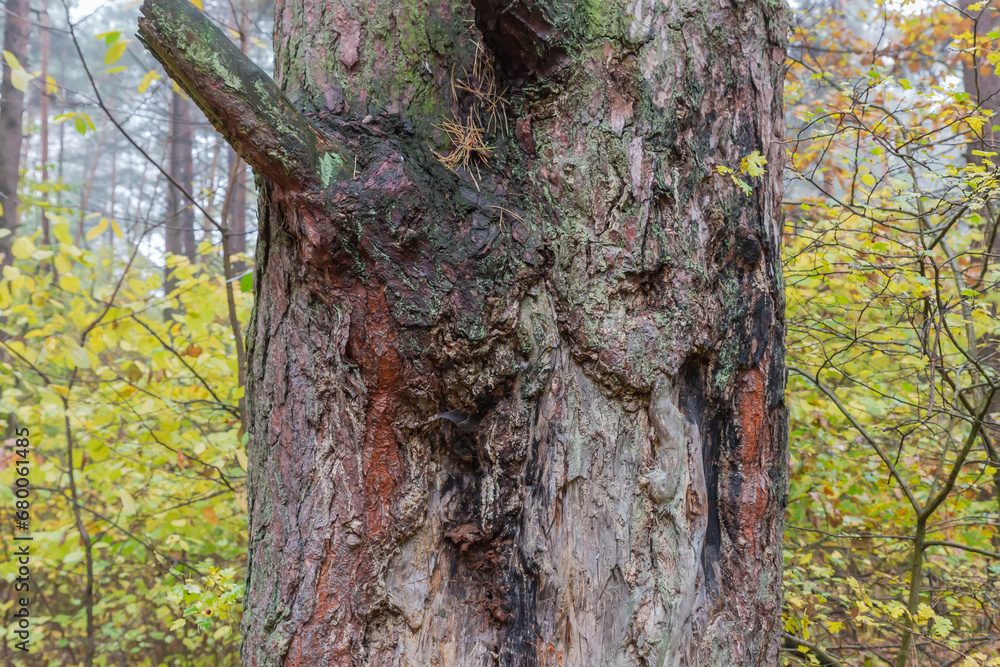 Obraz premium Part of trunk of old pine close-up in forest