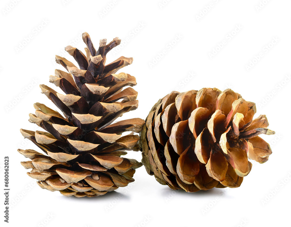 pine cones isolated on white background, cut out pine cones isolated on white background, cut out