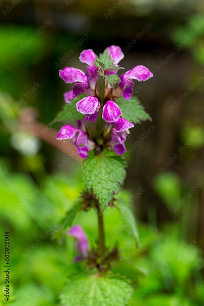 Gefleckte Taubnessel (Lamium maculatum) Gefleckte Taubnessel (Lamium maculatum)