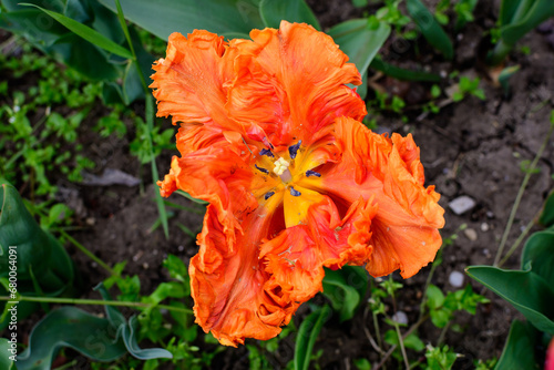 One delicate vivid orange tulip in full bloom in a sunny spring garden, beautiful outdoor floral background photographed with selective focus.