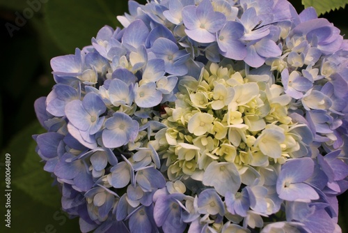 purple and white hydrangea flowers in the garden © Lina