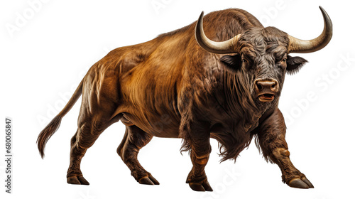 Spanish Fighting Bull Standing Isolated on Transparent or White Background, PNG