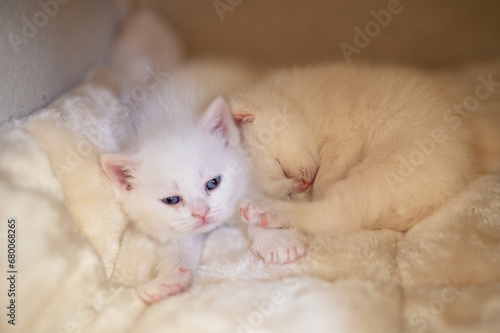 BKH cat
