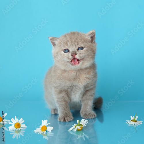 BKH cat