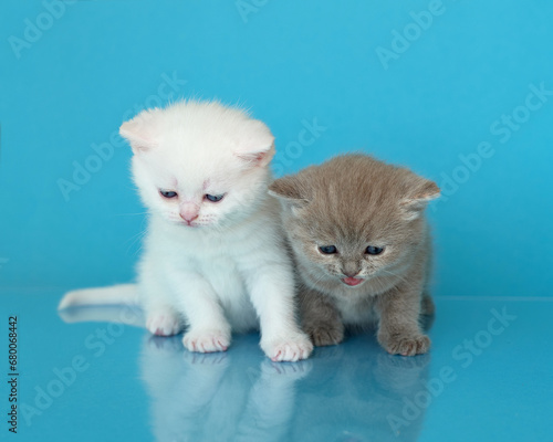 BKH cat