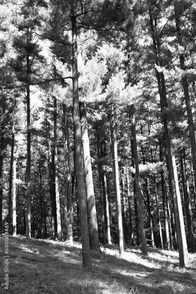 Tall pine trees growing in the forest in a black and white. Tall pine trees growing in the forest in a black and white.