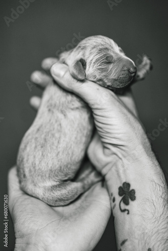 Recently born Weimaraner Puppy in a hand of a man