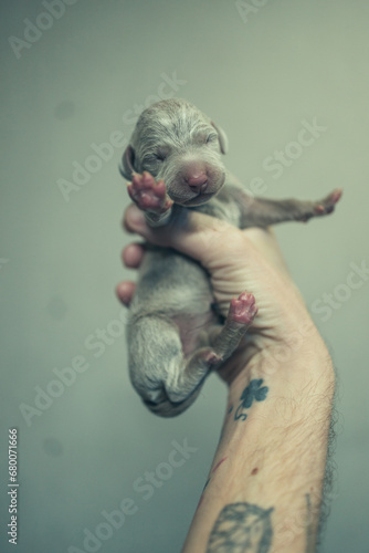 Recently born Weimaraner Puppy in a hand of a man