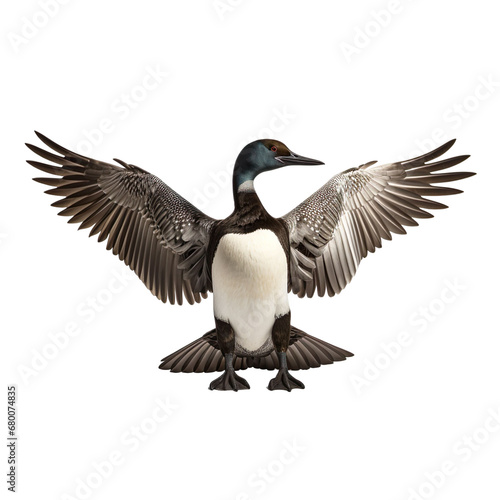 front view of Common Loon bird with wings open and landing isolated on a white transparent background 