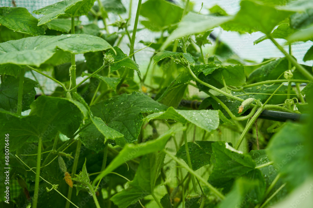 Green cucumbers grown in a greenhouse. Fresh waxes, healthy and proper nutrition. Green cucumbers grown in a greenhouse. Fresh waxes, healthy and proper nutrition.