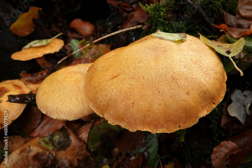 Closeup on a colorful orange brown spectacular rustgill mushroom, on the forest floor photo